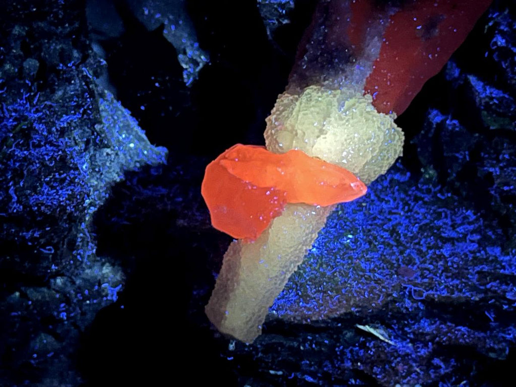 Natural and Perfect Spearhead Calcite Sceptre with a Drusy Quartz Base x 1 From Albert's Mountain, Lesotho