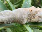 Natural XL Spearhead Calcite Specimen with a Drusy Quartz Base x 1 From Albert's Mountain, Lesotho