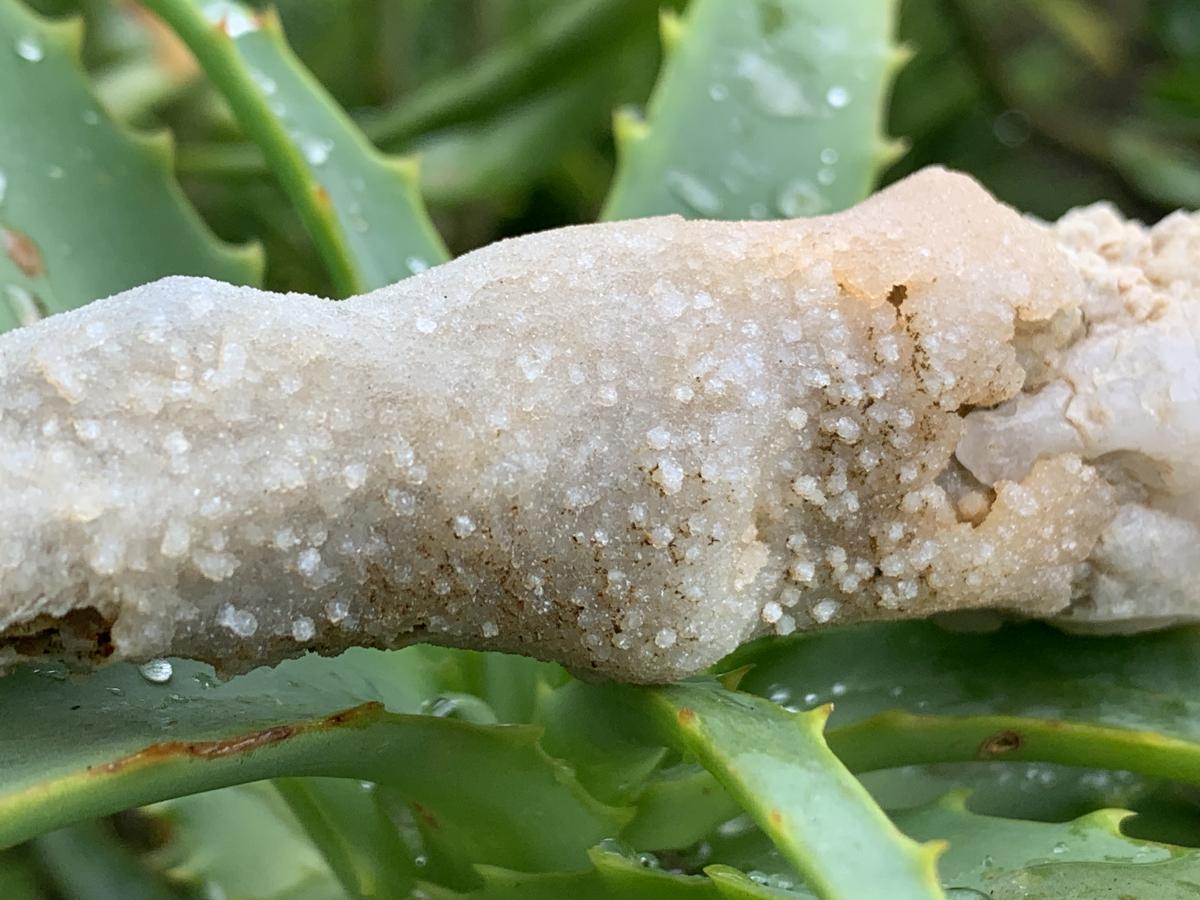 Natural XL Spearhead Calcite Specimen with a Drusy Quartz Base x 1 From Albert's Mountain, Lesotho