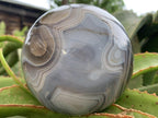 Polished XL Shashe River Agate Sphere x 1 From Zimbabwe