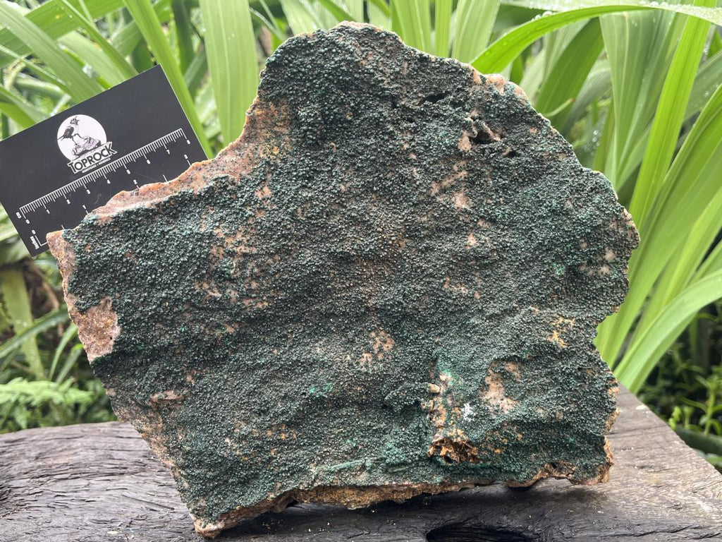 Natural Crystalline Malachite Specimen x 1 From Congo