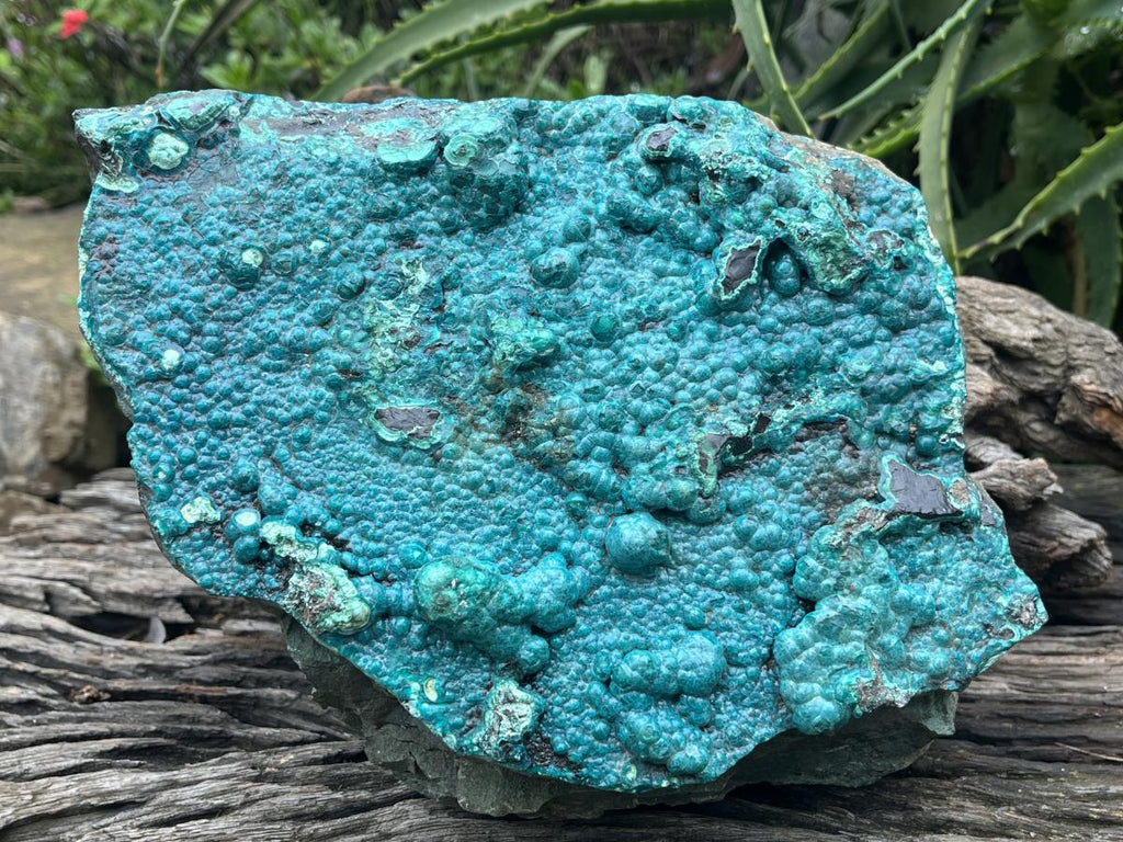 Natural Silica Chrysocolla Specimen x 1 From Kulukuluku, Congo