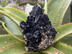 Natural Schorl Black Tourmaline With Vermiculite Specimen x 1 From Erongo, Namibia