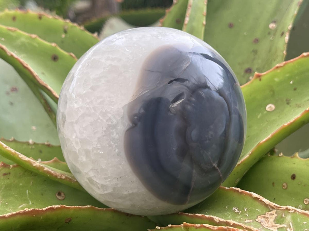 Polished Agate Sphere x 1 From Shashe River, Zimbabwe