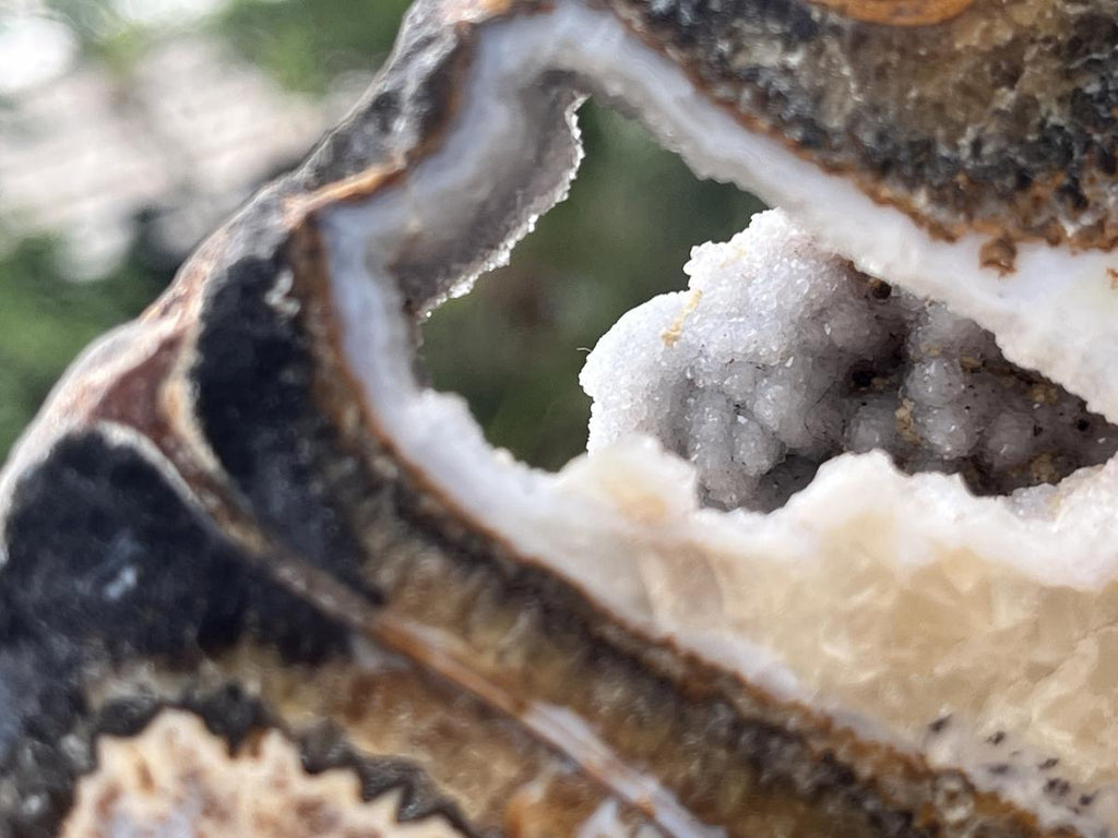 Polished Ammonite Segment Specimen x 1 From Richards Bay, South Africa
