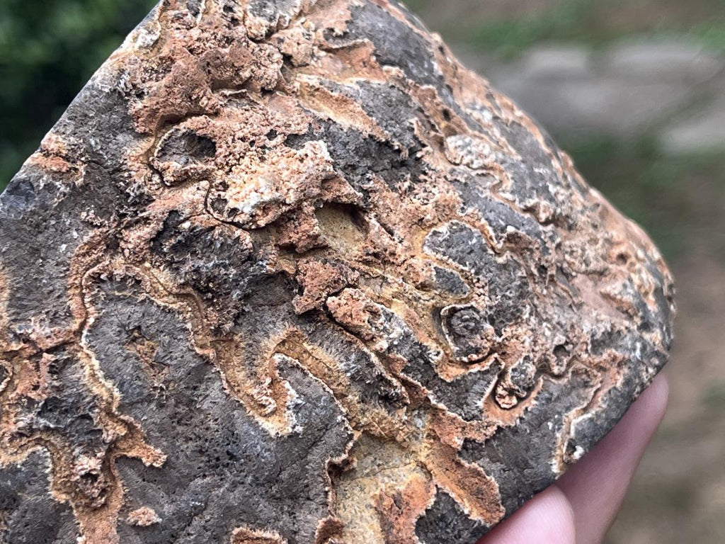 Polished Ammonite Segment Specimen x 1 From Richards Bay, South Africa