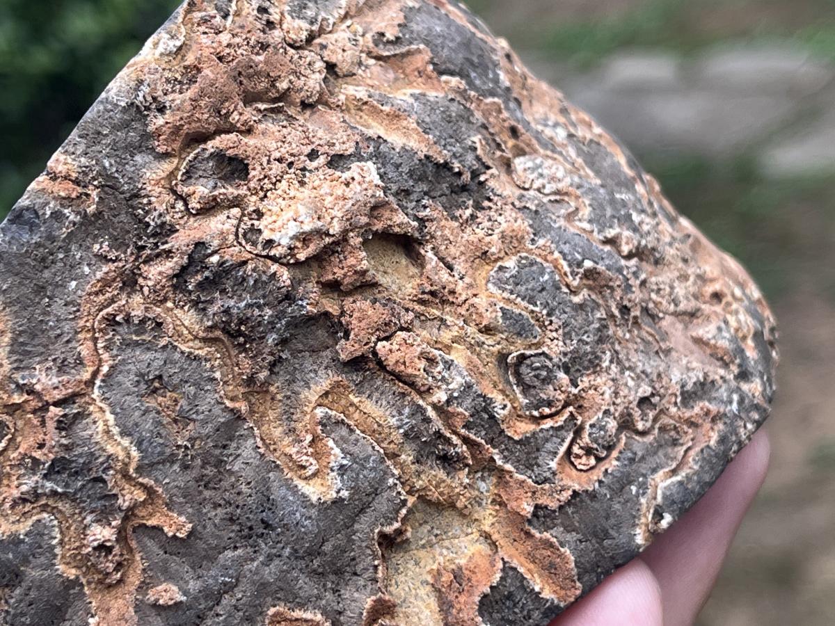Polished Ammonite Segment Specimen x 1 From Richards Bay, South Africa