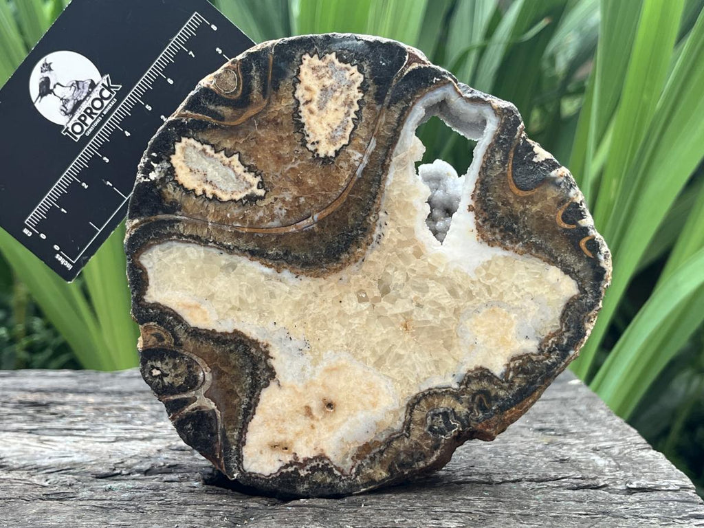 Polished Ammonite Segment Specimen x 1 From Richards Bay, South Africa