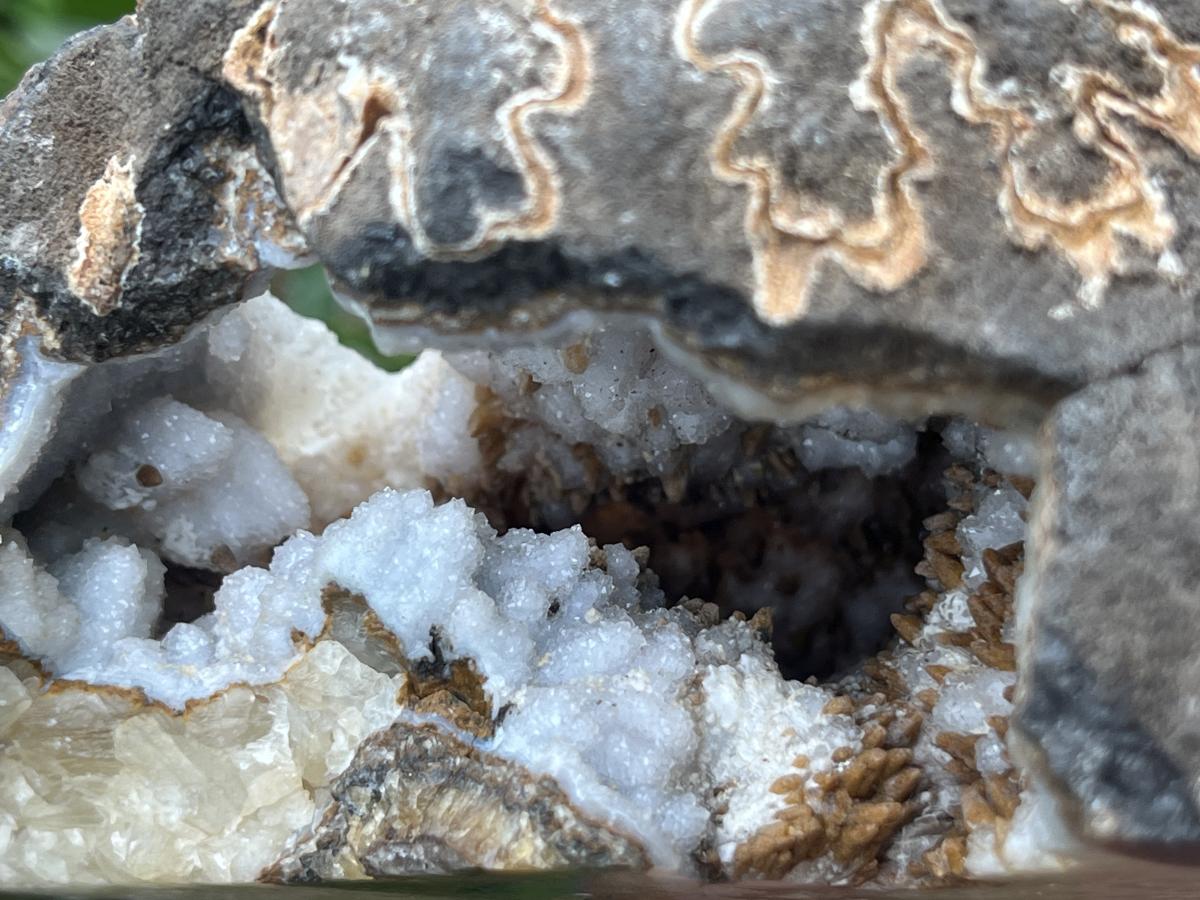 Polished Ammonite Segment Specimen x 1 From Richards Bay, South Africa