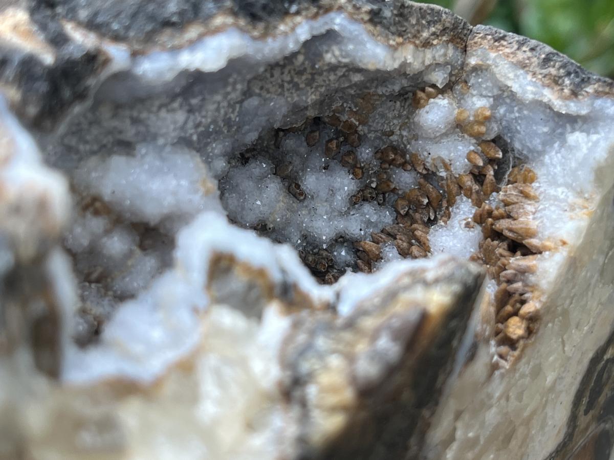 Polished Ammonite Segment Specimen x 1 From Richards Bay, South Africa