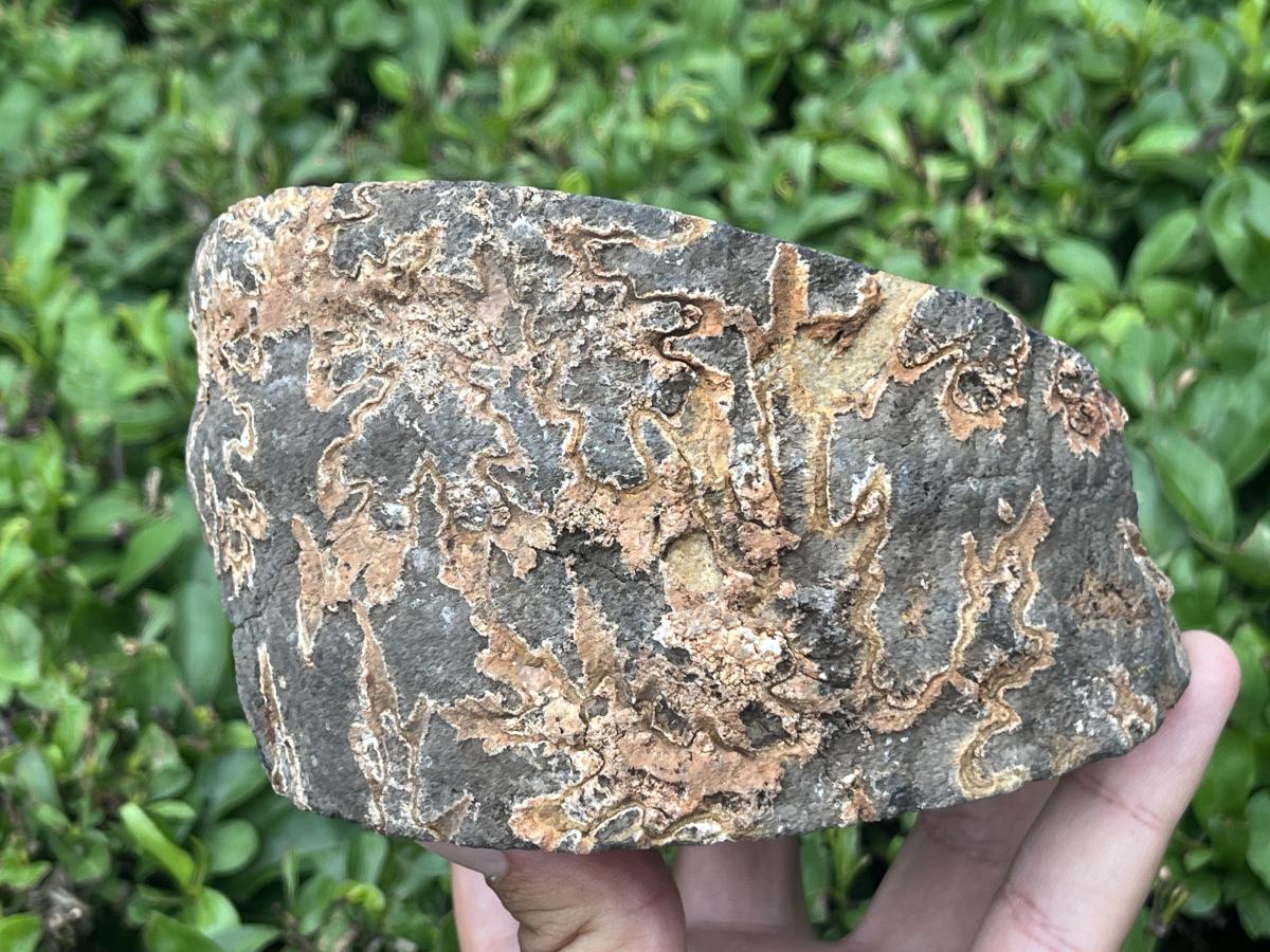 Polished Ammonite Segment Specimen x 1 From Richards Bay, South Africa