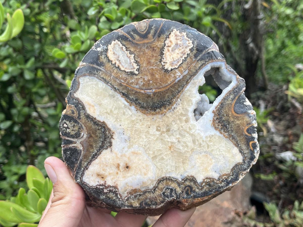 Polished Ammonite Segment Specimen x 1 From Richards Bay, South Africa