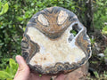 Polished Ammonite Segment Specimen x 1 From Richards Bay, South Africa