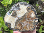 Polished Ammonite Segment Specimen x 1 From Richards Bay, South Africa