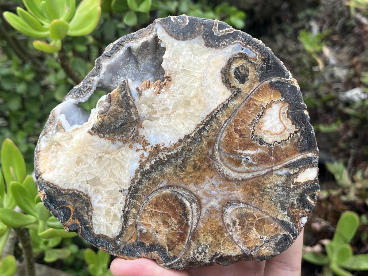 Polished Ammonite Segment Specimen x 1 From Richards Bay, South Africa