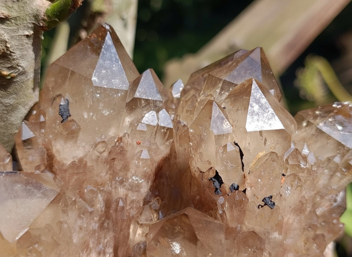 Natural XL Smokey Citrine Crystal Cluster x 1 From Luena, Congo