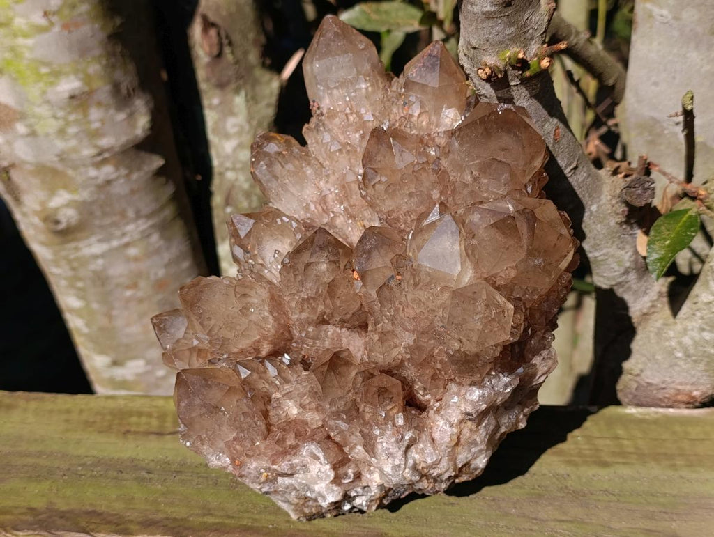 Natural XL Smokey Citrine Crystal Cluster x 1 From Luena, Congo