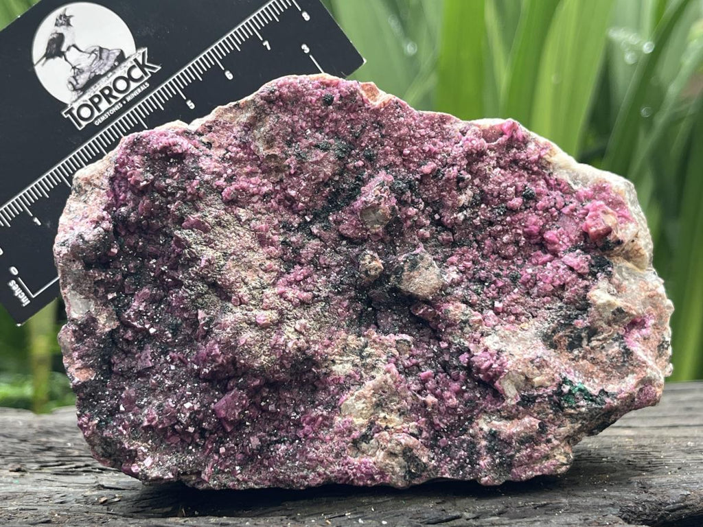 Natural Salrose Drusy Pink Cobaltion Dolomite Specimen x 1 From Kakanda, Congo