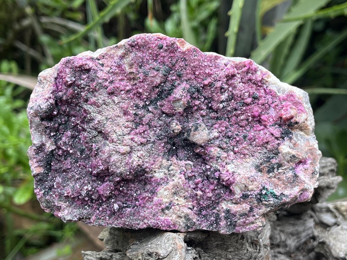 Natural Salrose Drusy Pink Cobaltion Dolomite Specimen x 1 From Kakanda, Congo