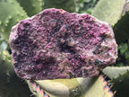 Natural Salrose Drusy Pink Cobaltion Dolomite Specimen x 1 From Kakanda, Congo