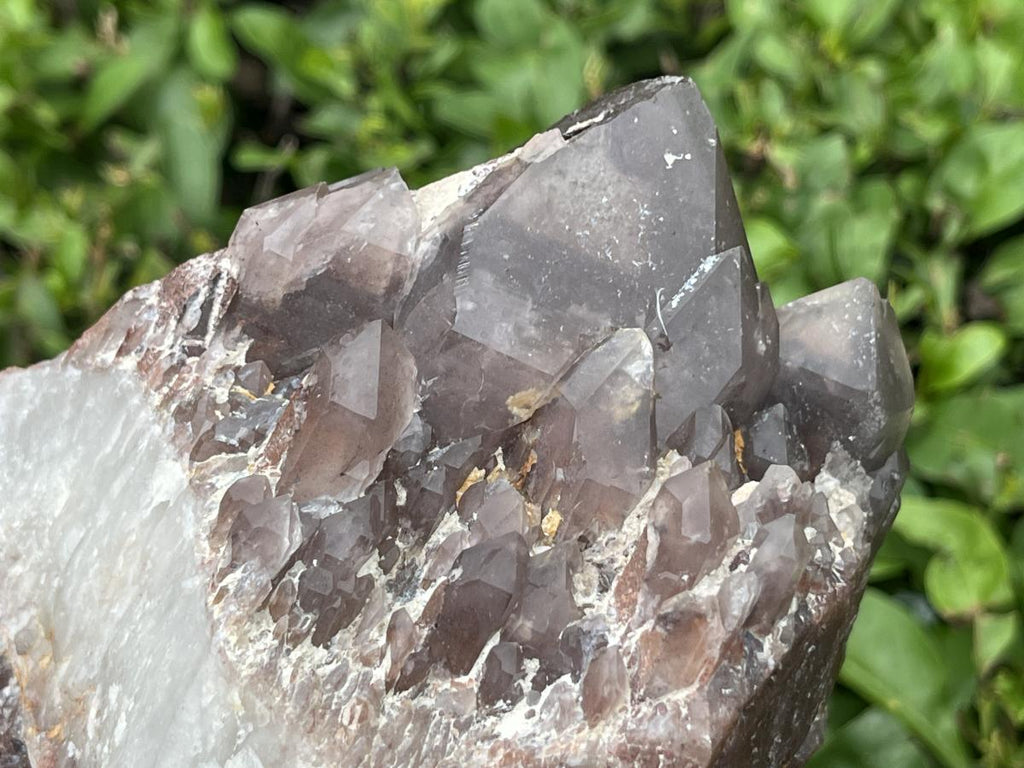 Natural Multi-Terminated Cascading Hematoid Quartz Crystal x 1 From Pella, Northern Cape, South Africa