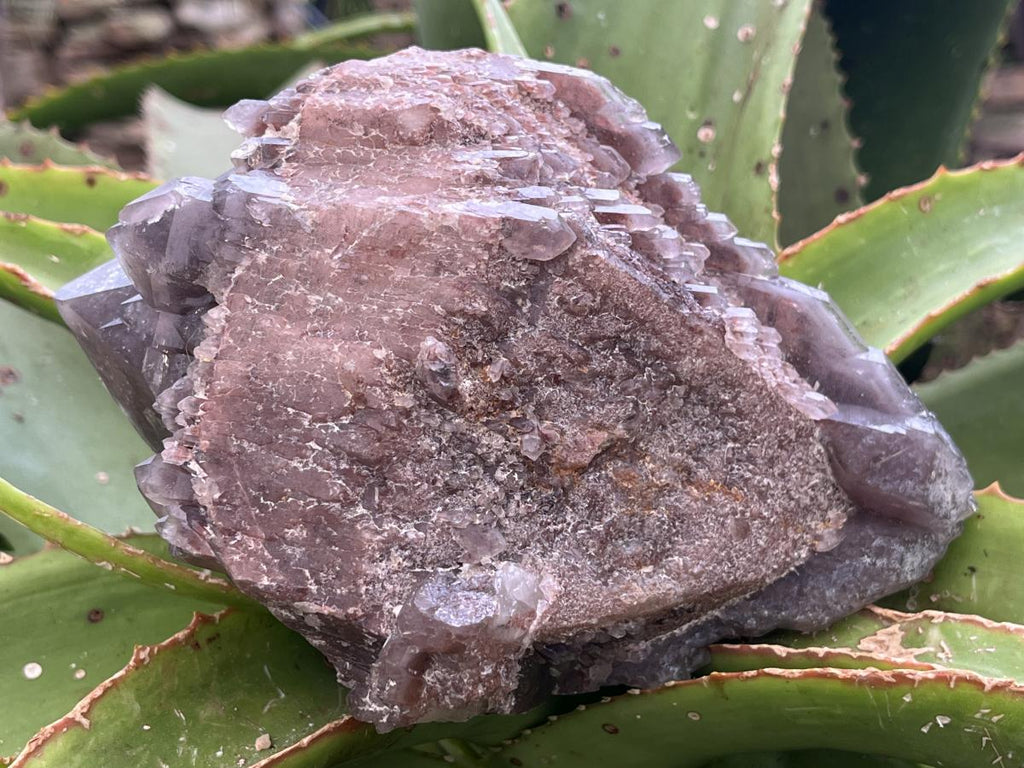 Natural Multi-Terminated Cascading Hematoid Quartz Crystal x 1 From Pella, Northern Cape, South Africa