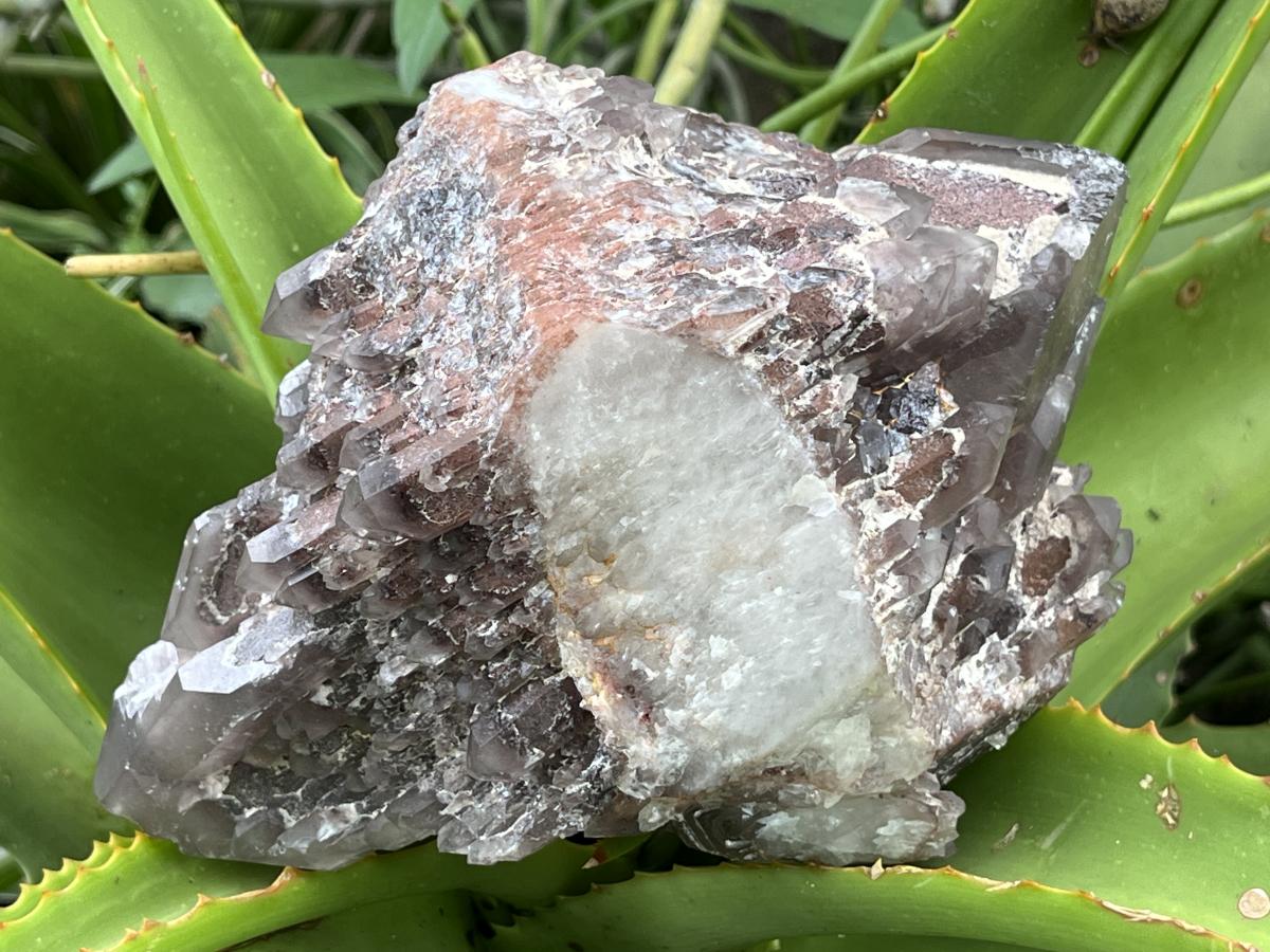 Natural Multi-Terminated Cascading Hematoid Quartz Crystal x 1 From Pella, Northern Cape, South Africa