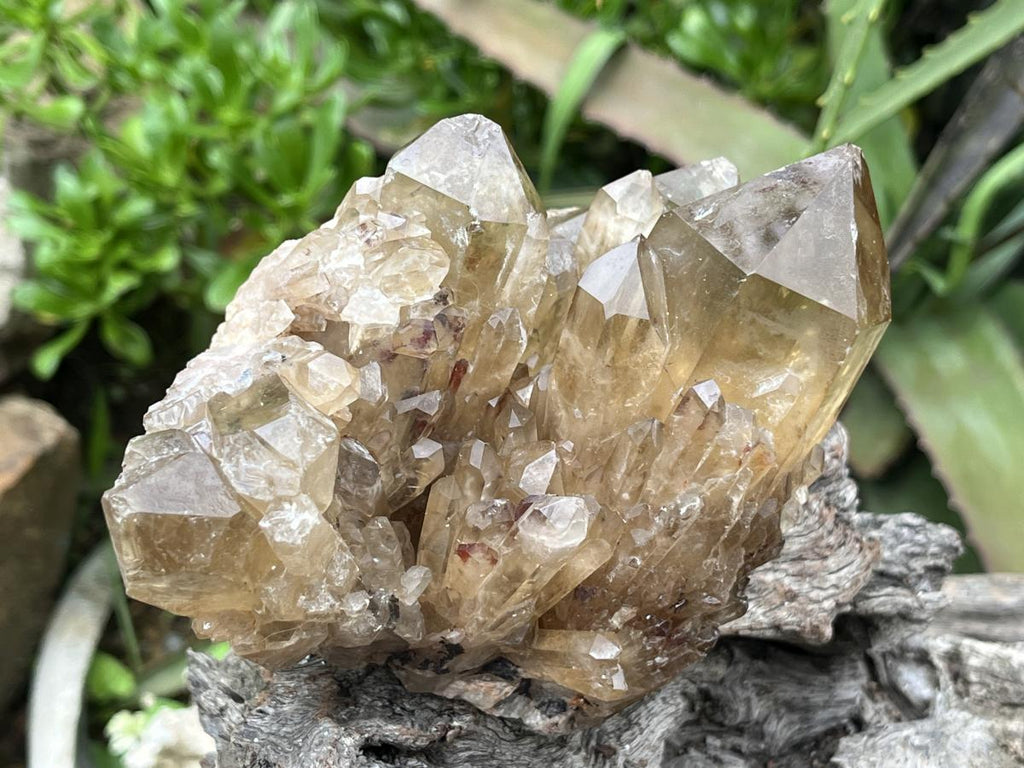 Natural Cascading Citrine Cluster x 1 From Luena, Congo