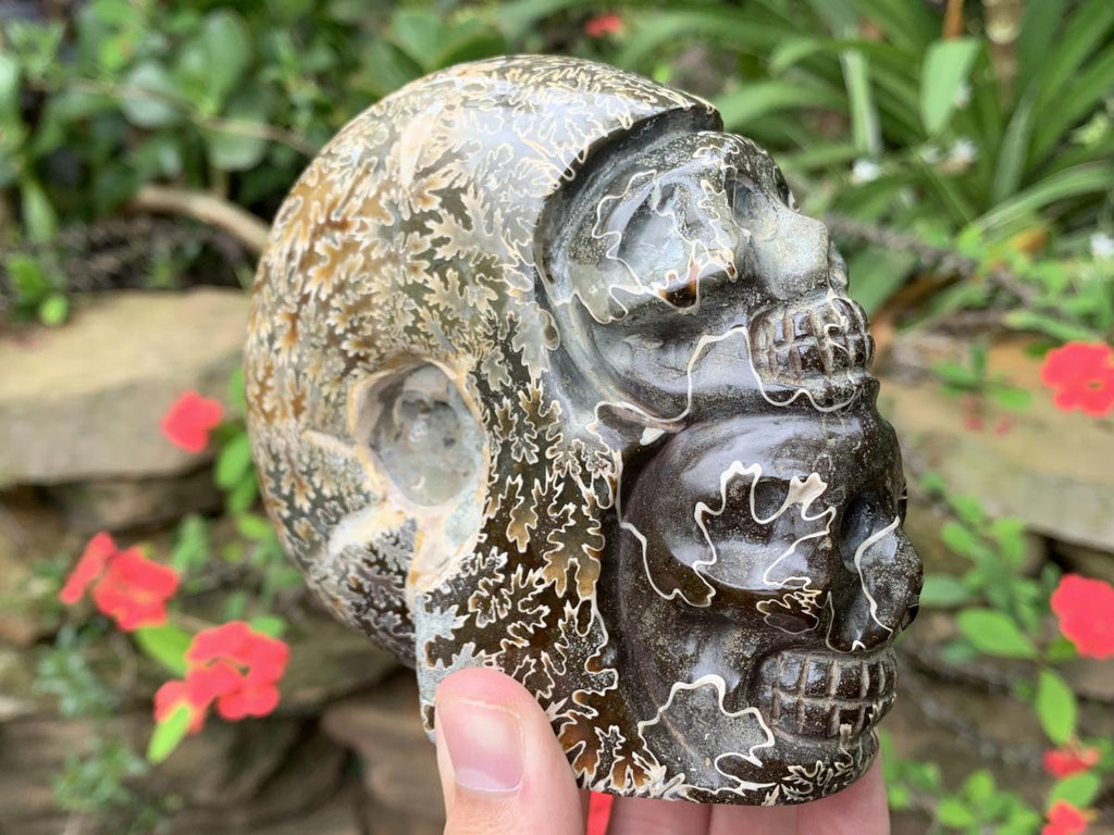 Hand Made Cleoniceras Ammonite Fossil Double Skull Art Carving x 1 From Tulear, Madagascar