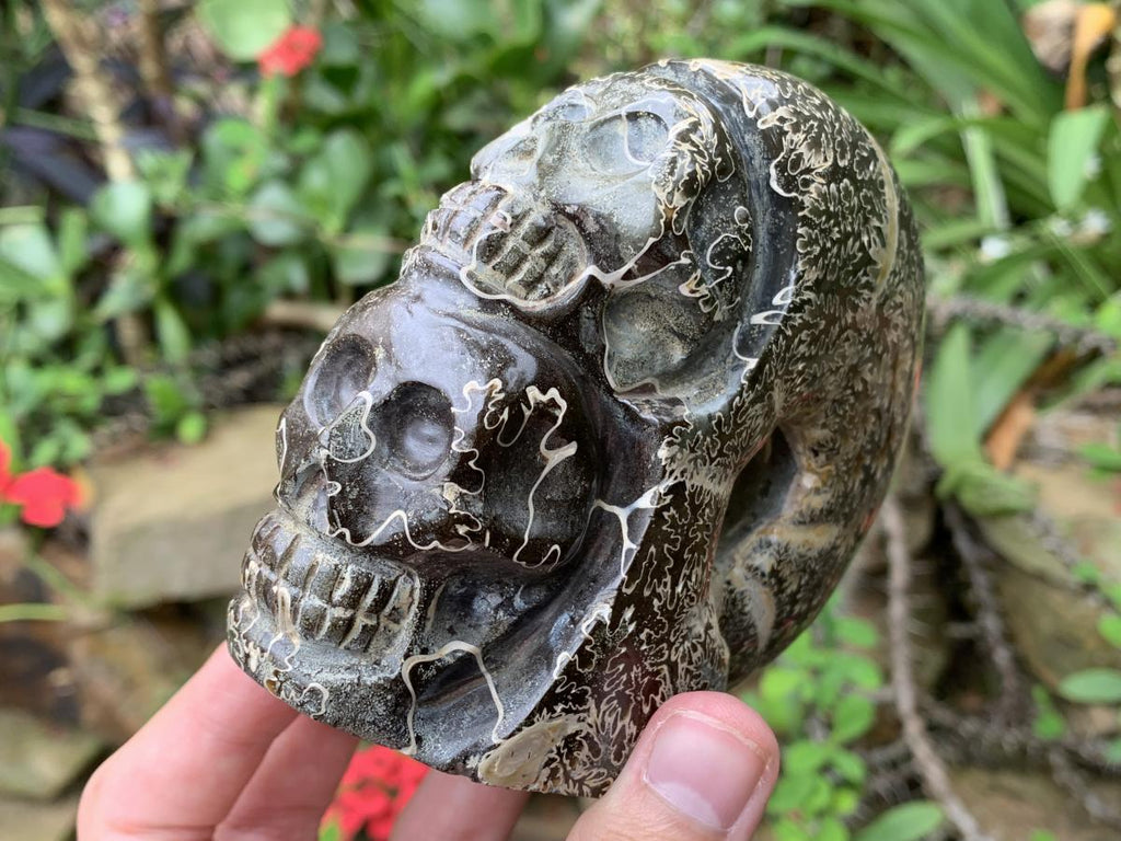 Hand Made Cleoniceras Ammonite Fossil Double Skull Art Carving x 1 From Tulear, Madagascar