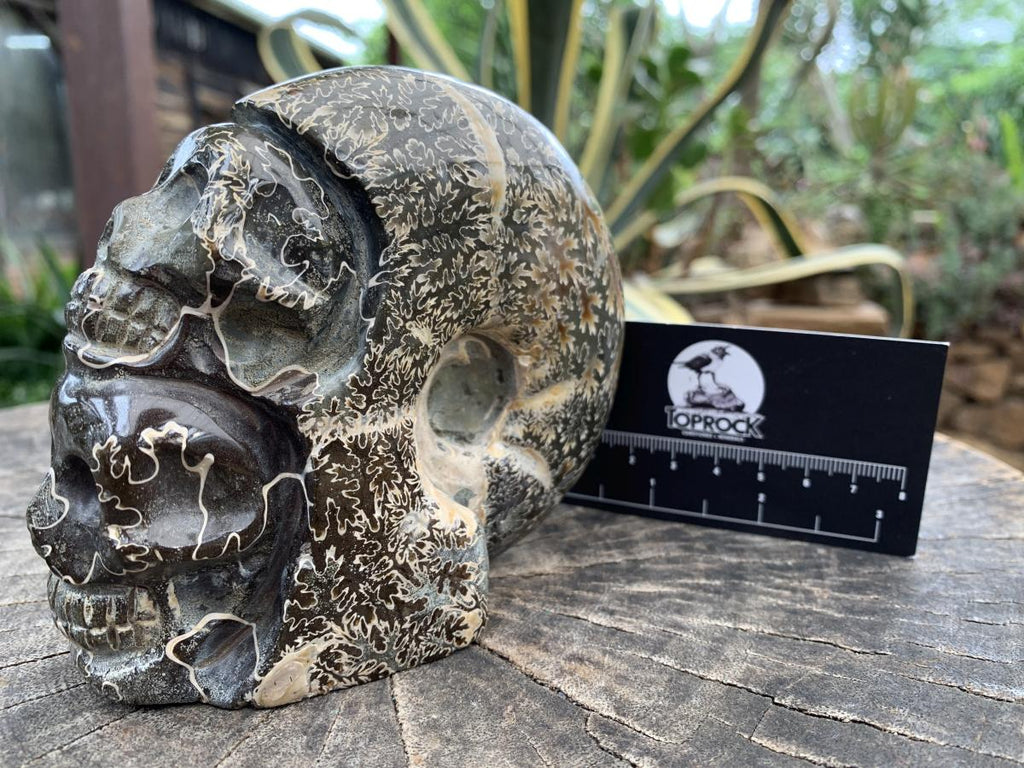 Hand Made Cleoniceras Ammonite Fossil Double Skull Art Carving x 1 From Tulear, Madagascar