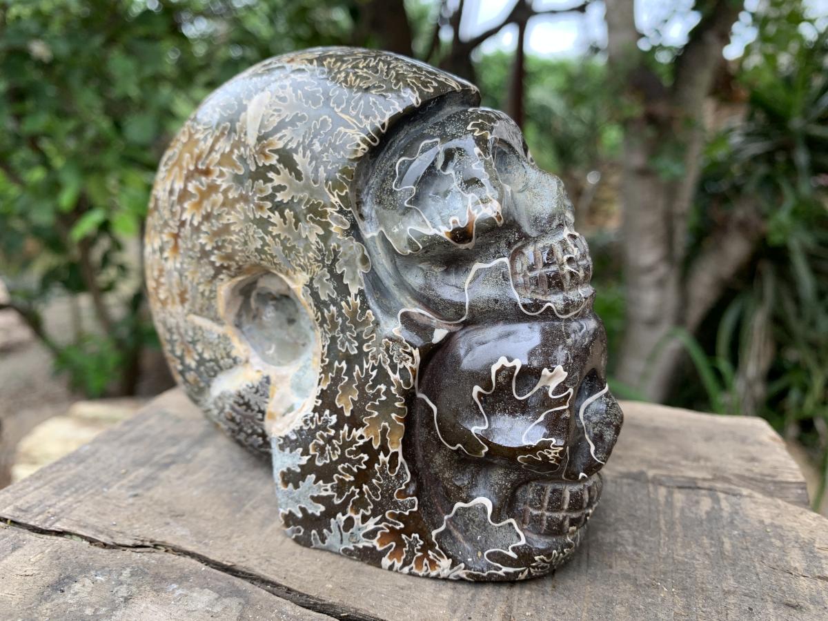 Hand Made Cleoniceras Ammonite Fossil Double Skull Art Carving x 1 From Tulear, Madagascar