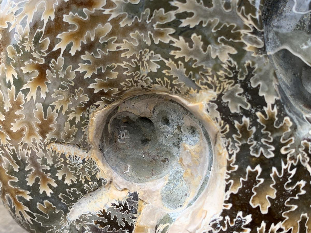 Hand Made Cleoniceras Ammonite Fossil Double Skull Art Carving x 1 From Tulear, Madagascar