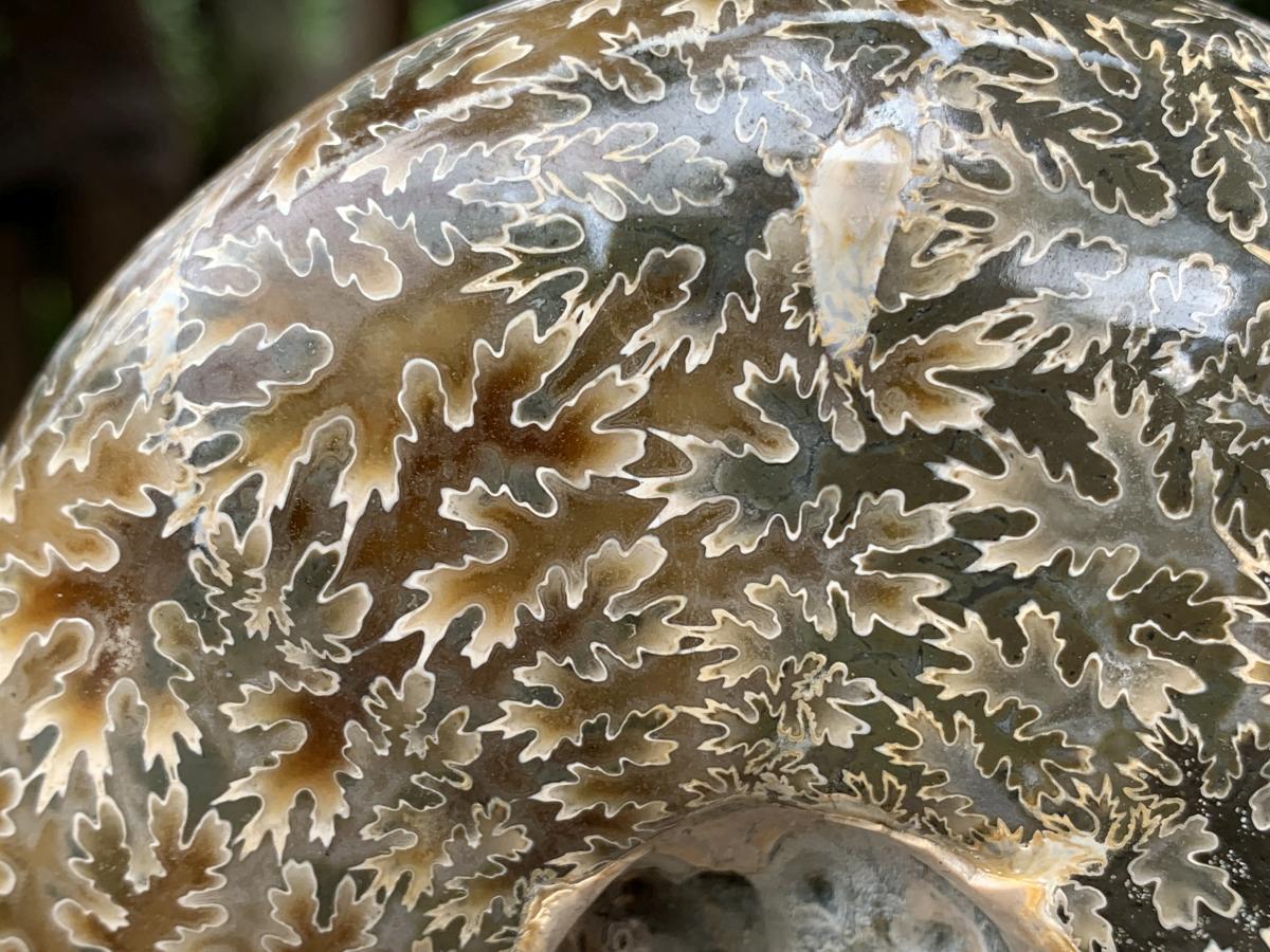 Hand Made Cleoniceras Ammonite Fossil Double Skull Art Carving x 1 From Tulear, Madagascar