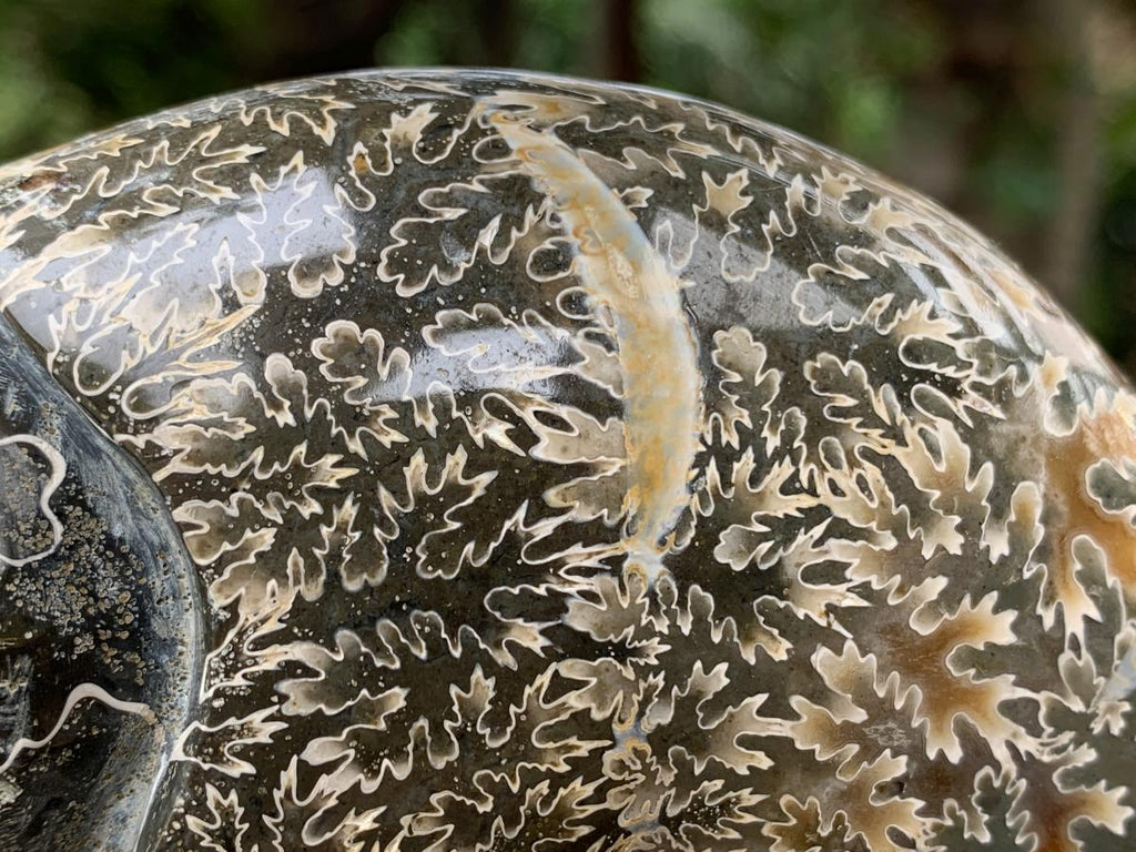 Hand Made Cleoniceras Ammonite Fossil Double Skull Art Carving x 1 From Tulear, Madagascar