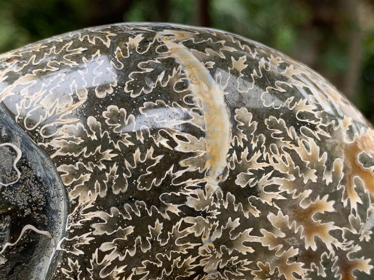 Hand Made Cleoniceras Ammonite Fossil Double Skull Art Carving x 1 From Tulear, Madagascar