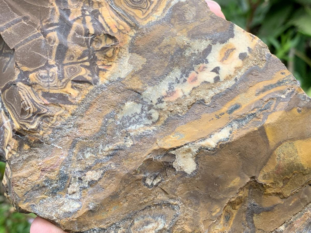 Half-Polished Superb Nguni Jasper Slice x 1 From Northern Cape, South Africa