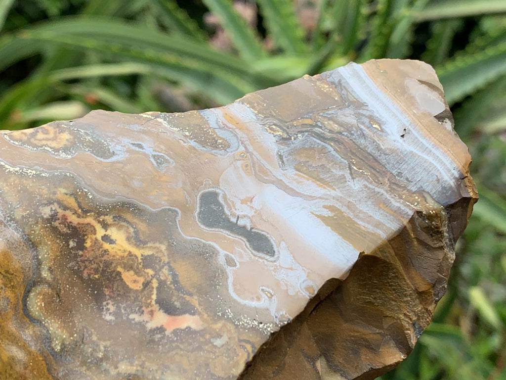 Half-Polished Superb Nguni Jasper Slice x 1 From Northern Cape, South Africa