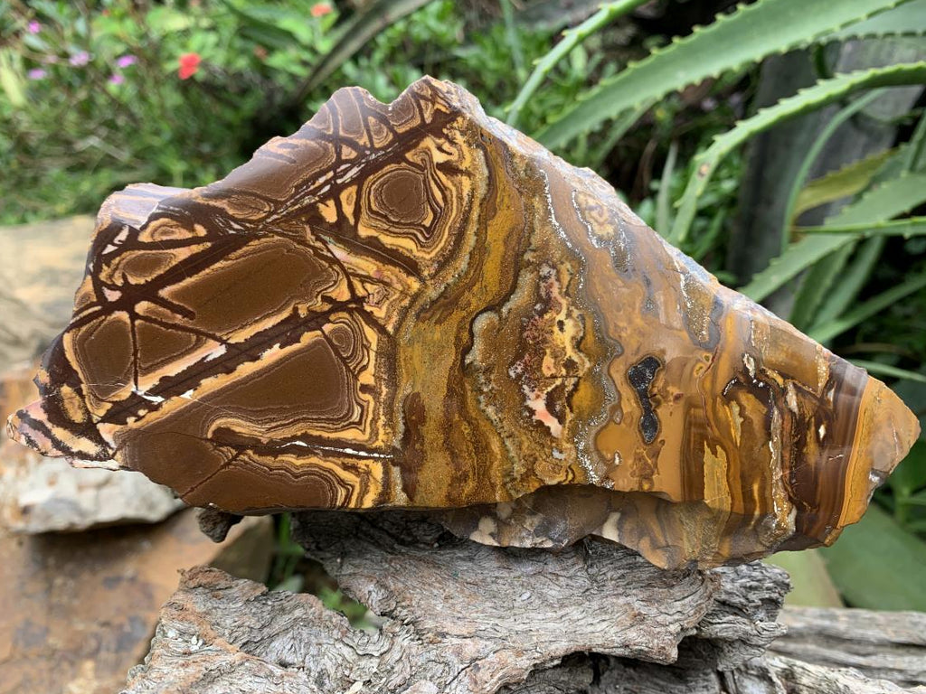 Half-Polished Superb Nguni Jasper Slice x 1 From Northern Cape, South Africa
