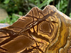 Half-Polished Superb Nguni Jasper Slice x 1 From Northern Cape, South Africa