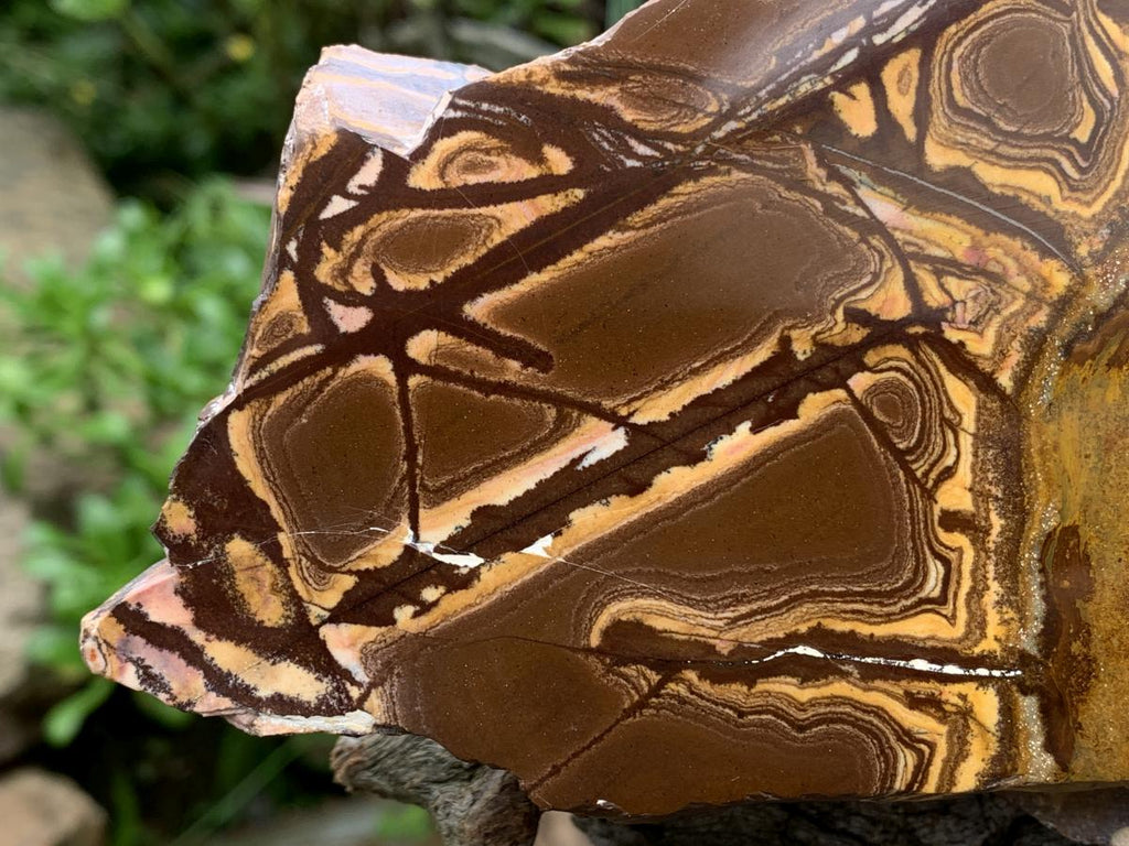 Half-Polished Superb Nguni Jasper Slice x 1 From Northern Cape, South Africa