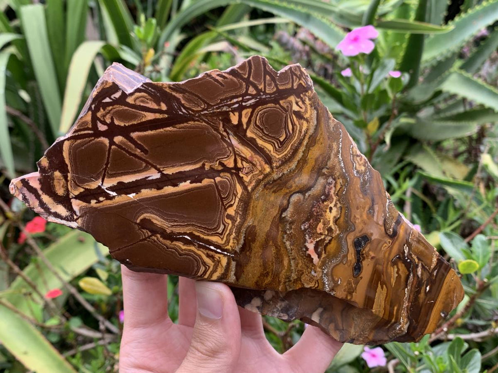 Half-Polished Superb Nguni Jasper Slice x 1 From Northern Cape, South Africa