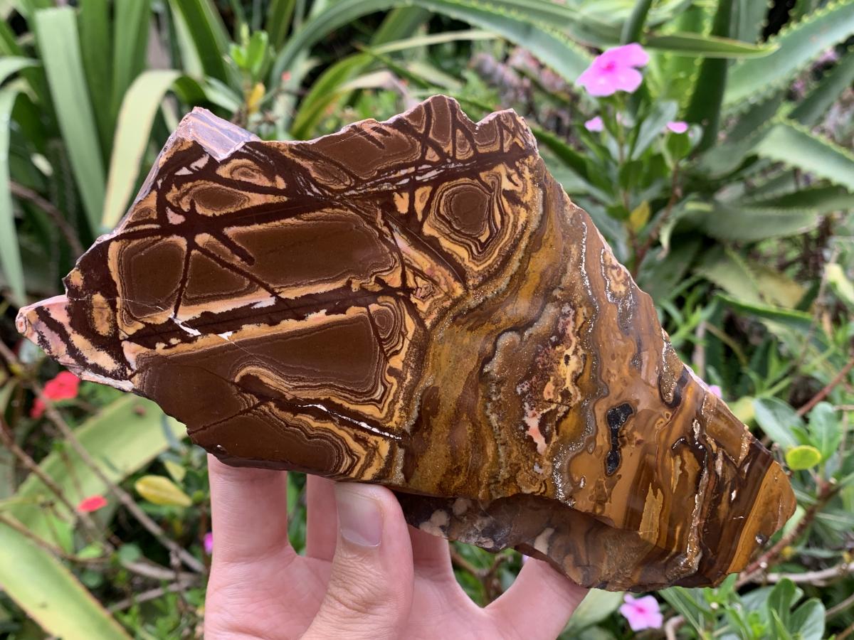 Half-Polished Superb Nguni Jasper Slice x 1 From Northern Cape, South Africa