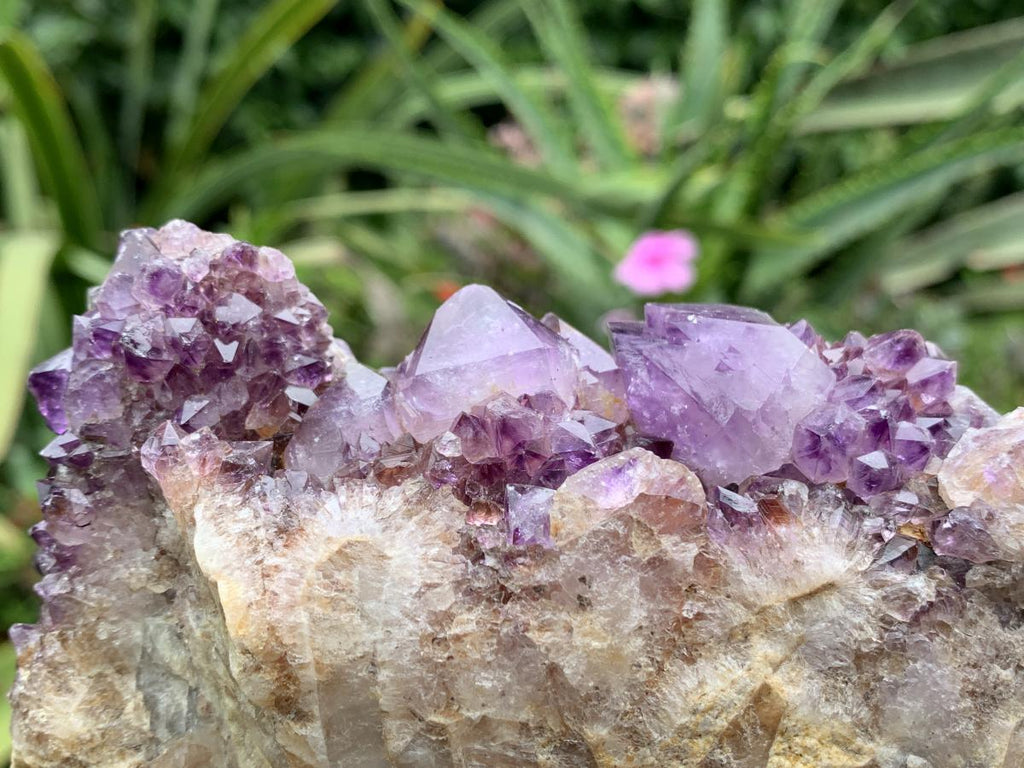 Natural Dark Purple Amethyst Crystal Cluster x 1 From Boekenhouthoek, South Africa