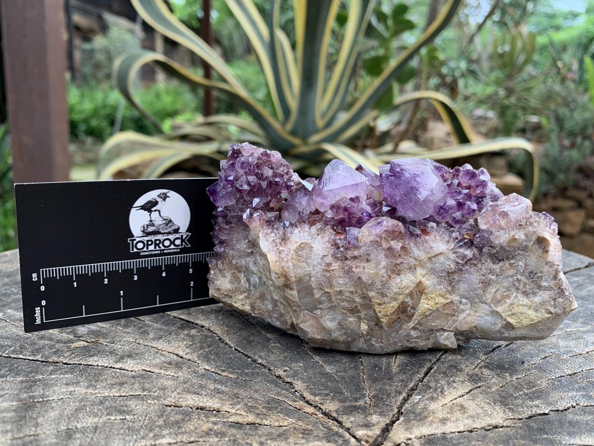 Natural Dark Purple Amethyst Crystal Cluster x 1 From Boekenhouthoek, South Africa