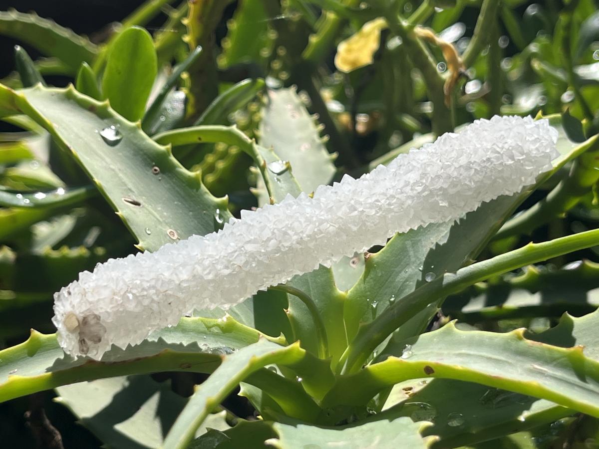 Natural Extra Long Drusy Quartz Coated Snow Finger Crystal x 1 From Albert's Mountain, Lesotho