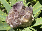 Natural Sunburst Spirit Amethyst Crystal Cluster x 1 From Boekenhouthoek, South Africa