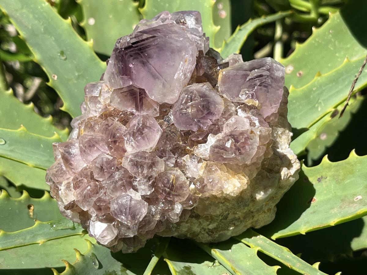 Natural Sunburst Spirit Amethyst Crystal Cluster x 1 From Boekenhouthoek, South Africa