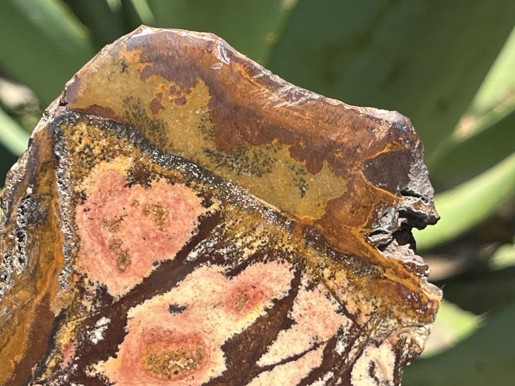 Polished on One Side Nguni Jasper Piece x 1 From Northern Cape, South Africa