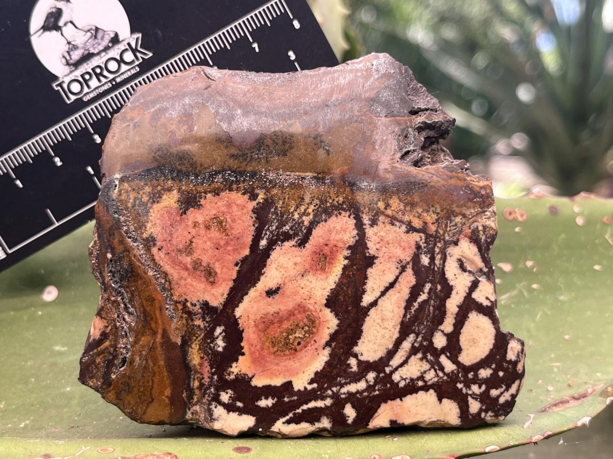 Polished on One Side Nguni Jasper Piece x 1 From Northern Cape, South Africa